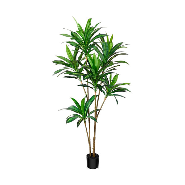 Dracena 180 cm