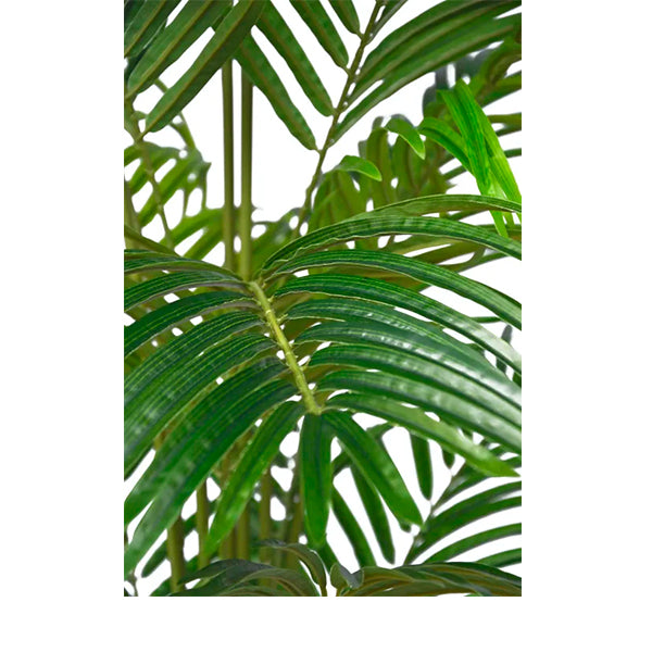 Palmeira Areca 120 cm