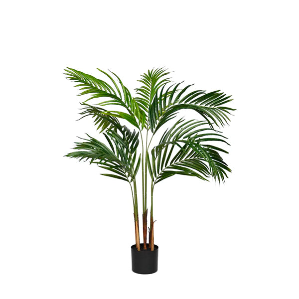 Palmeira Areca 120 cm