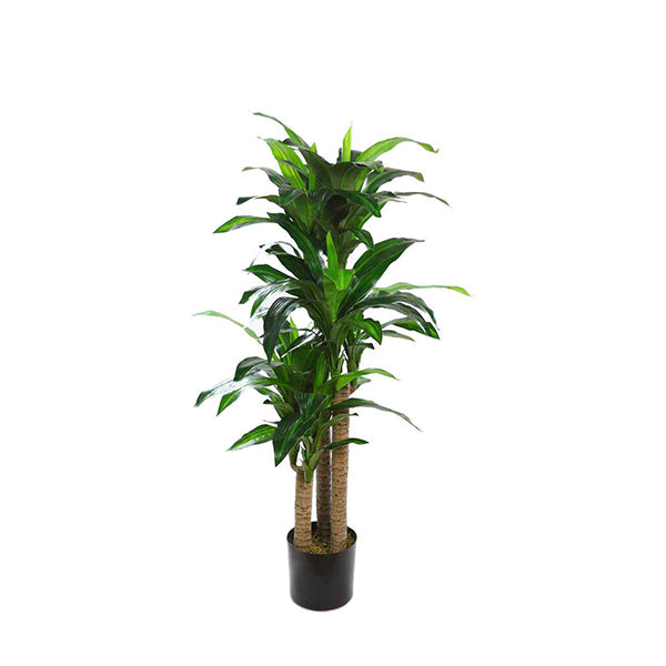 Dracena 120 cm