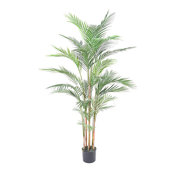 Palmeira Areca 150 cm