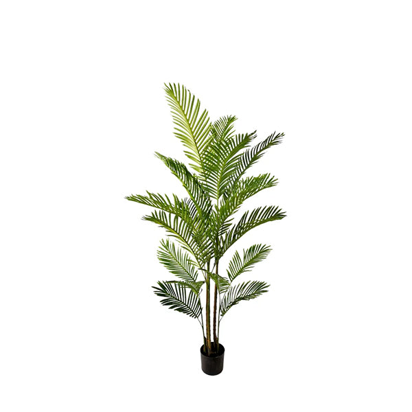 Palmeira Areca 180 cm